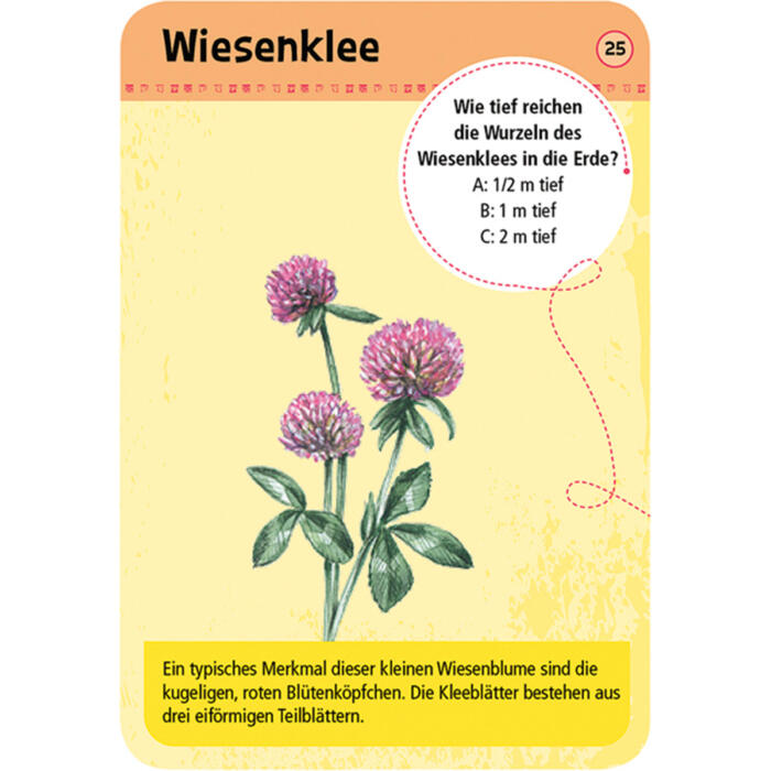 Moses-Verlag-Expedition-Natur-50-heimische-Blumen-03