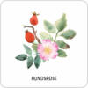 Moses-Expedition-Natur-Das-große-Bäume-und-Sträucher-Memo-08.jpg