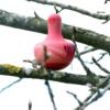 Grapat-chill-pink-Bird-25-272-12.jpg