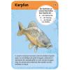Moses-Exp-Natur-50-Tiere-und-Pflanzen-an-Bach-und-Teich-02
