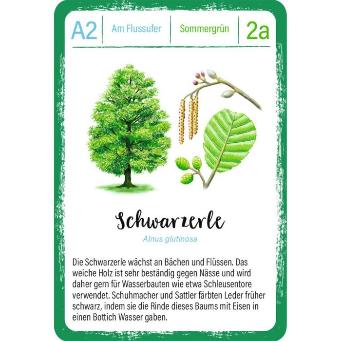 Moses-Expedition-Natur-Quartett-Bäume-04