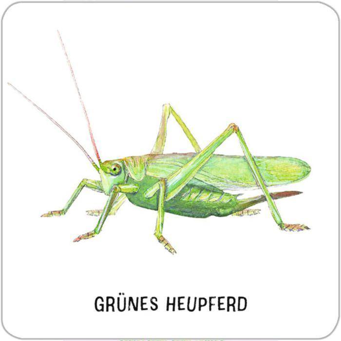 Moses-Expedition-Natur-Das-große-Insekten-Memo-05.jpg
