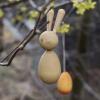 Grapat-Hop-and-Peep-Oster-Ornament-zum-Aufhängen-10.jpg