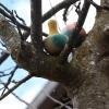 Grapat-flowing-yellow-Bird-25-274-12.jpg